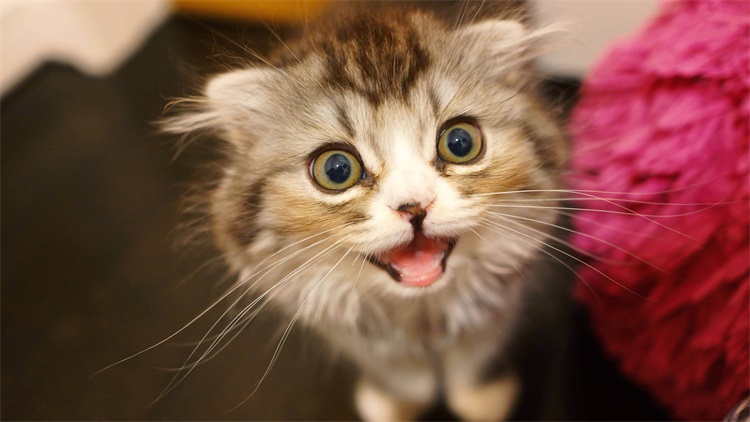 猫咪厌食无神是什么病,猫咪厌食吃什么药好得快