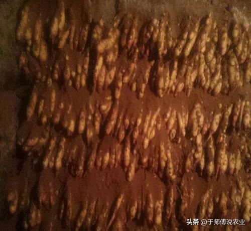 生姜种植方法今年生姜价格,现在姜种价2023年生姜价格预测