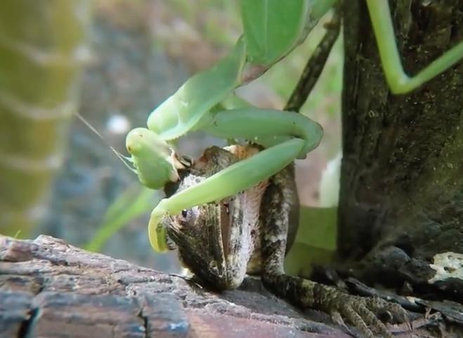 螳螂拳中最阴险毒辣的肥螳螂,正宗螳螂打出的螳螂拳