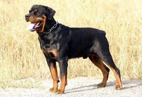 罗威纳三四个月为啥很怂,罗威纳的性格适不适合养