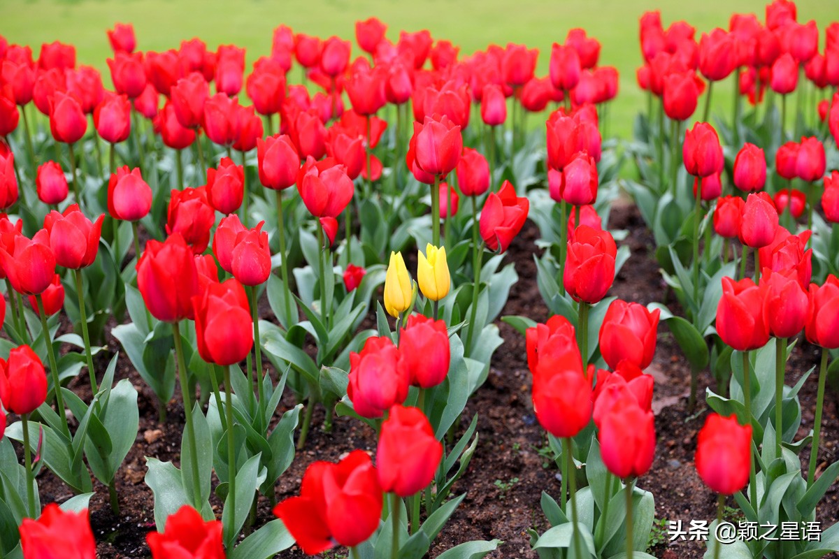 宁波最大的郁金香基地,宁波郁金香在什么地方