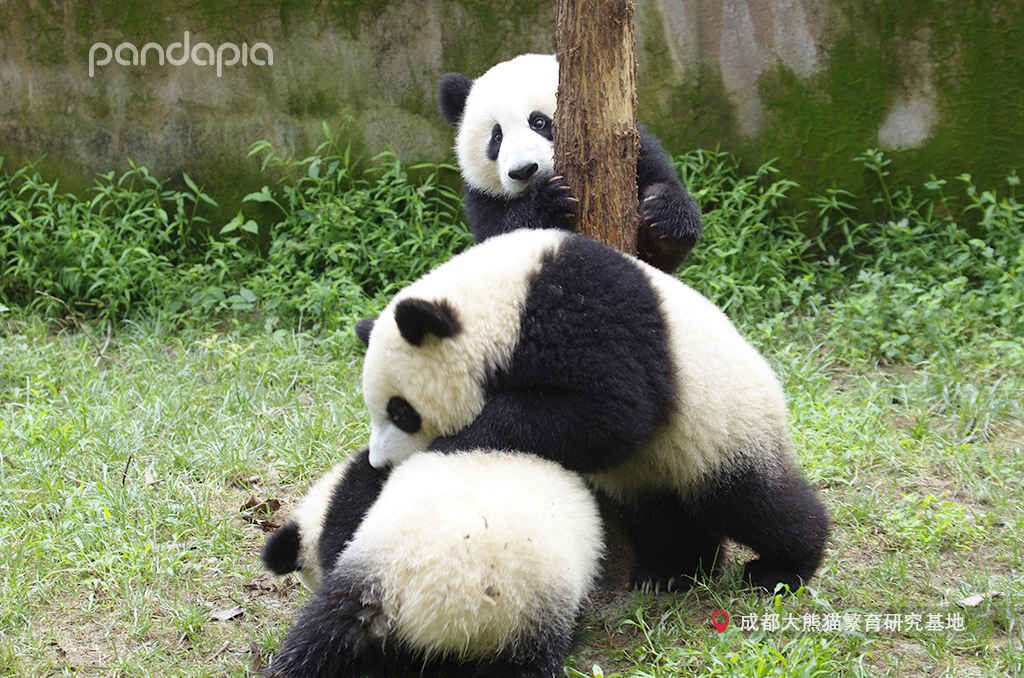如何快速识别熊猫,熊猫的战斗力在动物界排名