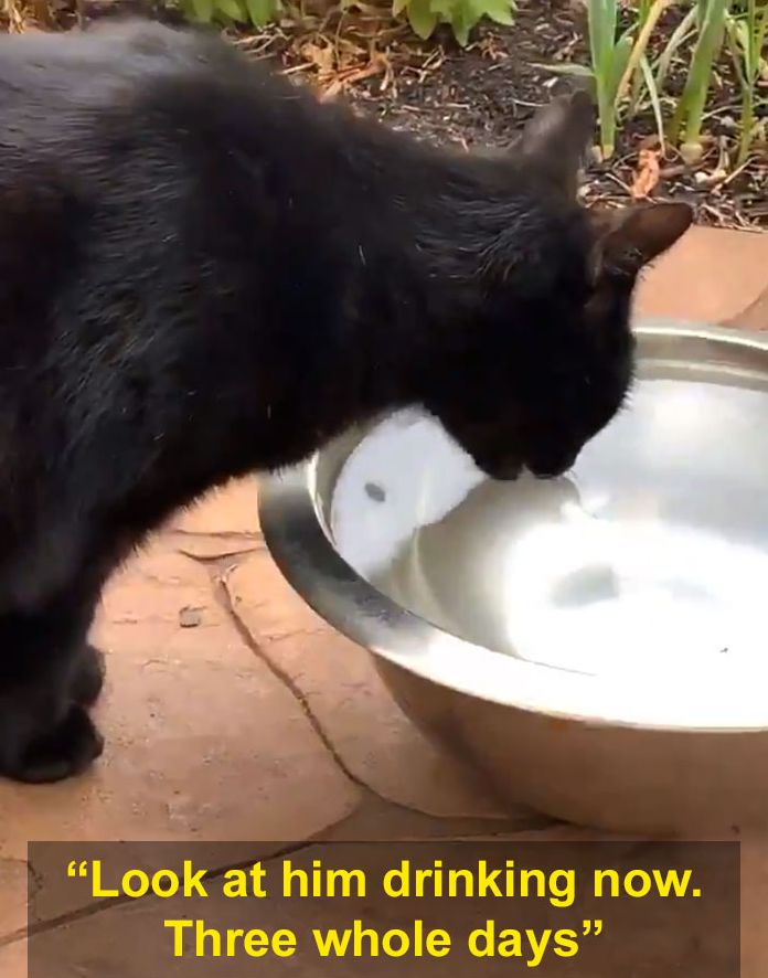 猫突然就不吃不喝死了,猫咪不吃不喝一直睡觉最后死了