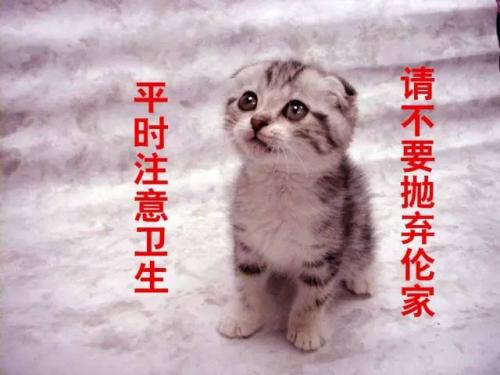 辟谣，猫应接受巴尔通体治疗？与猫抓病有何联系，如何预防与治疗