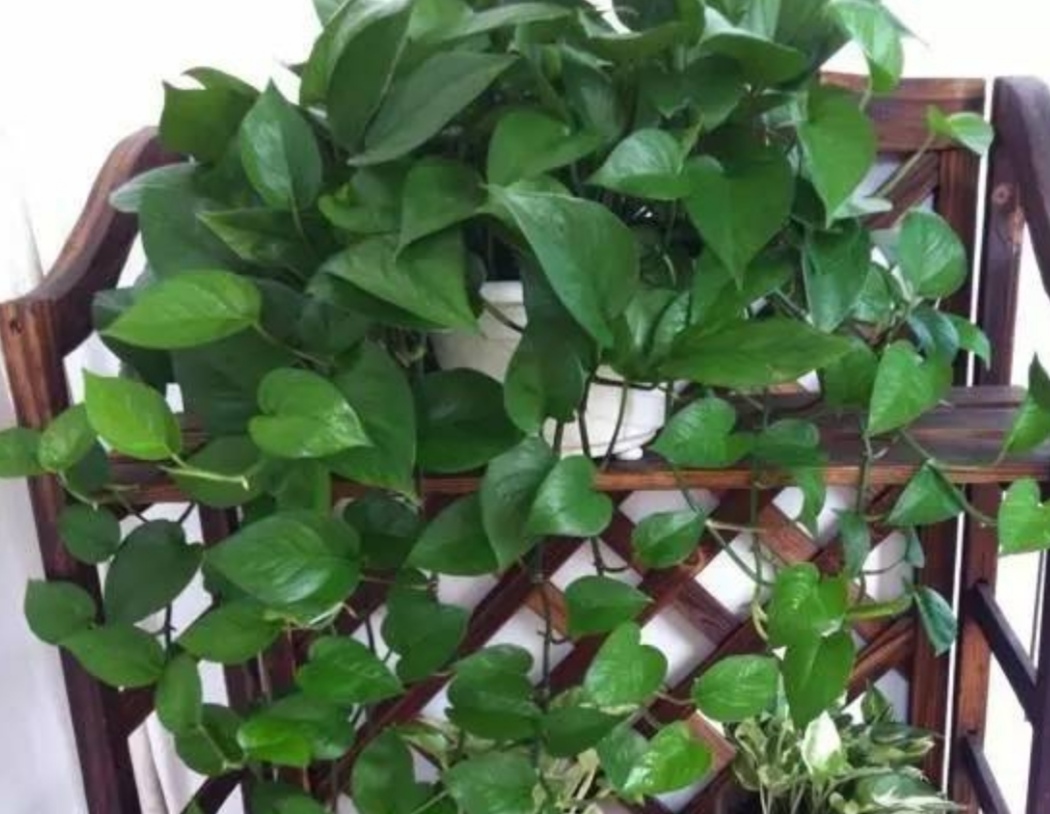 绿萝秋天怎么养护和浇水视频,秋天绿萝怎么养才能更旺盛