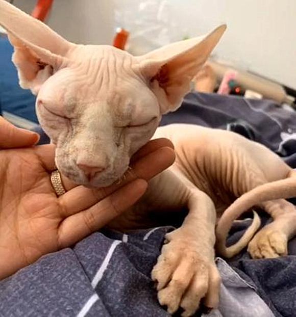 无毛猫最后被收养了吗,无毛猫照顾幼崽