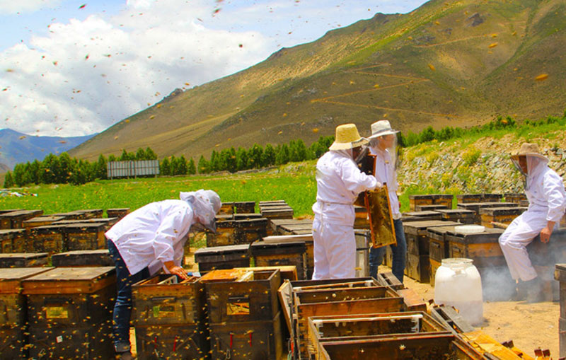 农村大爷深山养蜂创业,老汉深山养蜂年赚16万元