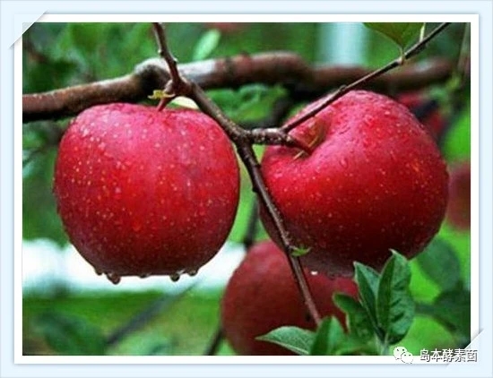 酵素菌叶面肥最佳配方,农业酵素叶面肥怎样制作