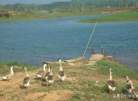 稀少鱼塘如何上鱼快,废弃鱼塘如何垂钓才能上鱼