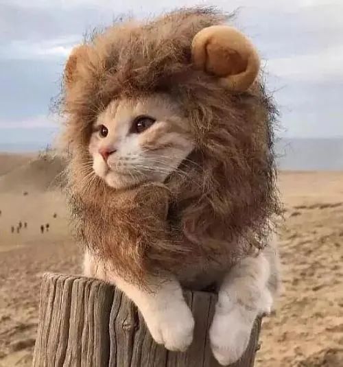 每日成语小故事与虎谋皮,每日成语小故事家喻户晓