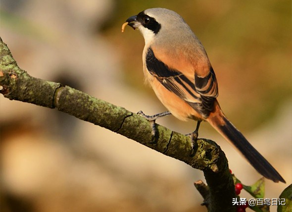 治疗鸟的眼病用什么药,鸟类的眼部疾病