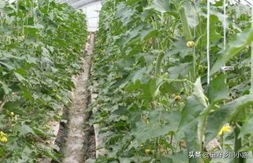 露天黄瓜地膜种植方法视频,山东黄瓜露天种植时间和方法