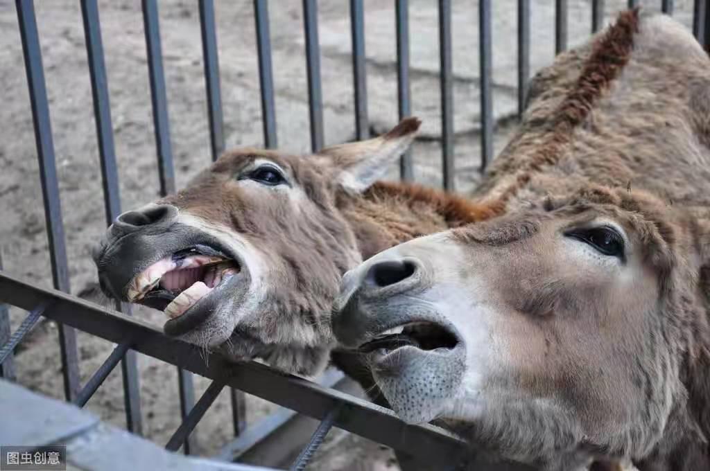 冬季育肥肉驴，了解一些知识，可减少驴群患染口炎和咽炎