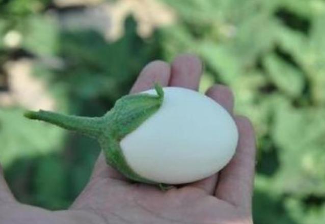 阳台上种菜一般种几个,阳台种菜几种种子放一起行吗