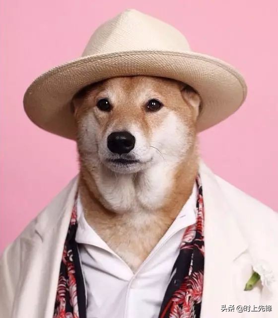 当狗狗穿上服装有多帅,当狗狗照镜子后发现自己是一只狗