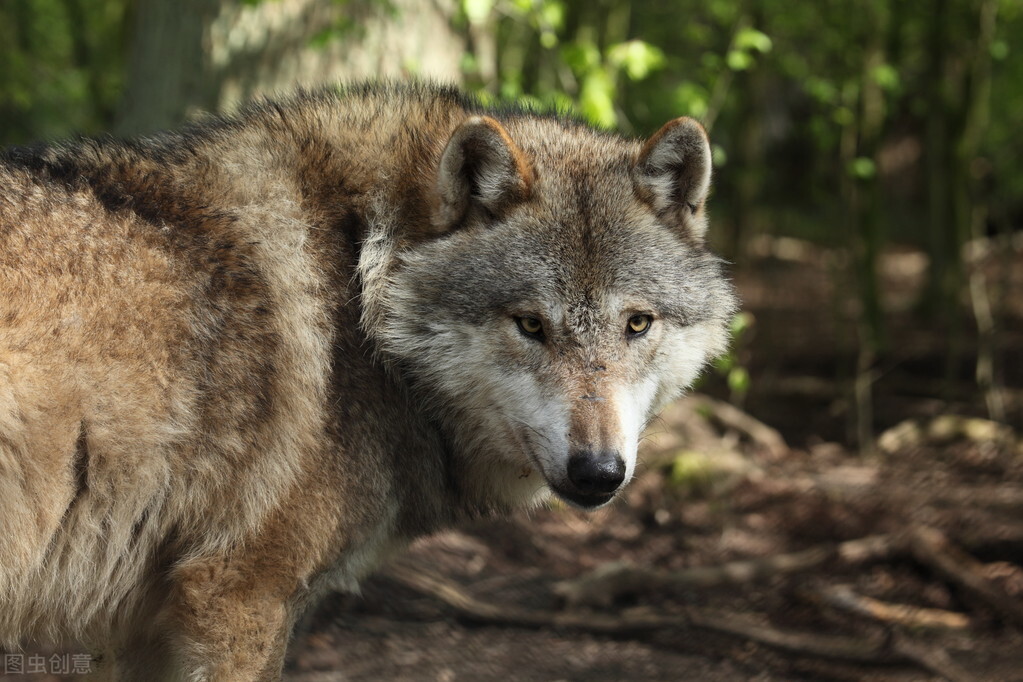 白山林海奇案！狼咬伤了意图*暴强**妈妈的坏蛋，妈妈却成了凶手