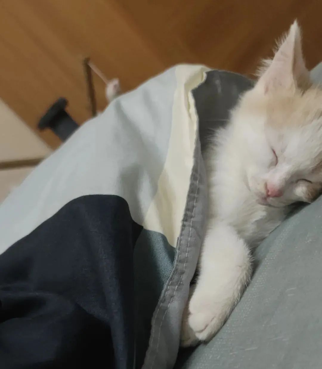 收养了一只流浪猫养了两天就丢了,养猫被好心人救助