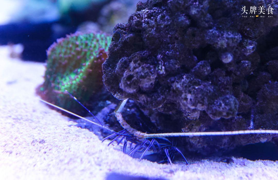 绚丽珊瑚海300+种海底生物，火爆盆友圈的网红打卡圣地就在中山路