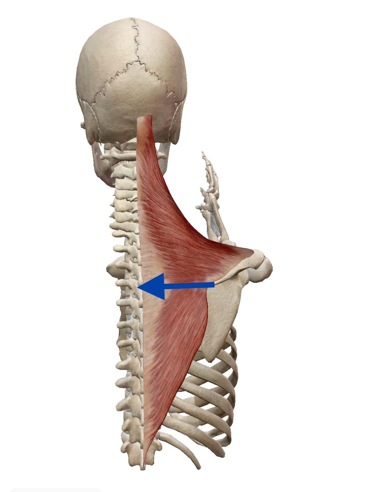 偏头颈椎就痛,颈椎病偏头是什么原因
