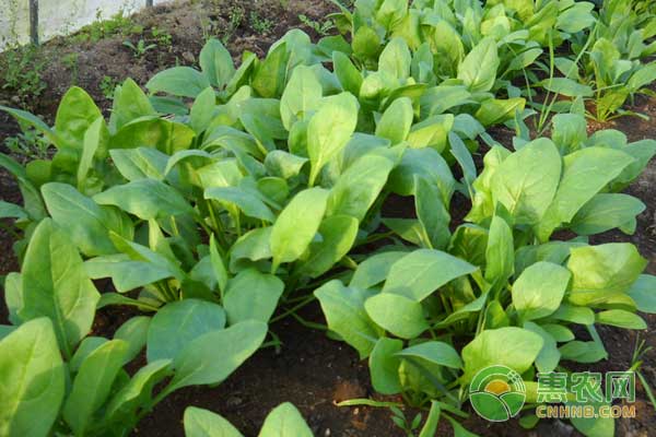 菠菜黄叶是什么原因如何解决,菠菜黄叶黑根是什么病