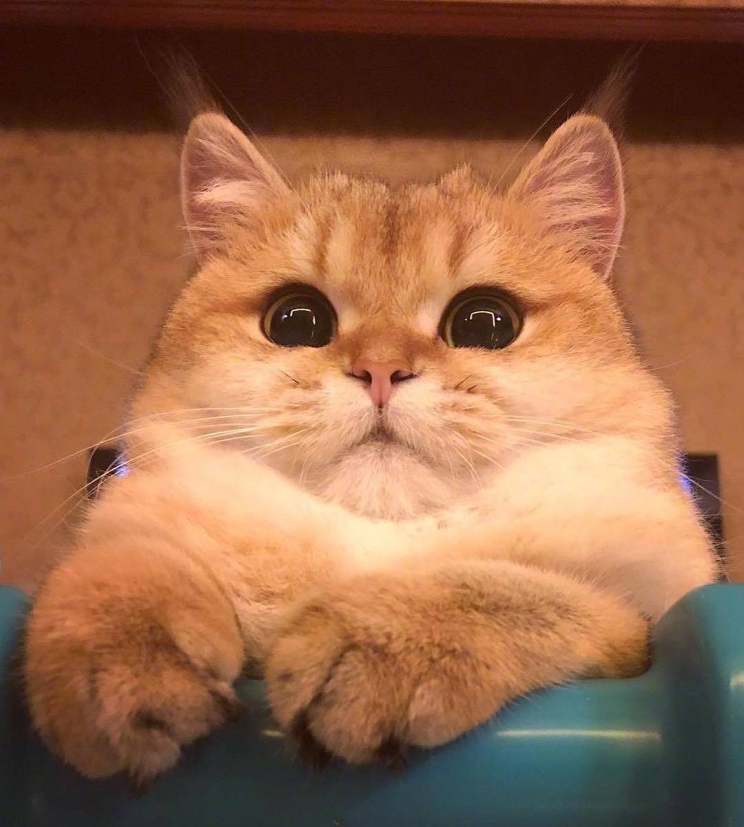 平价猫粮50块左右8斤,性价比高的品牌猫粮推荐