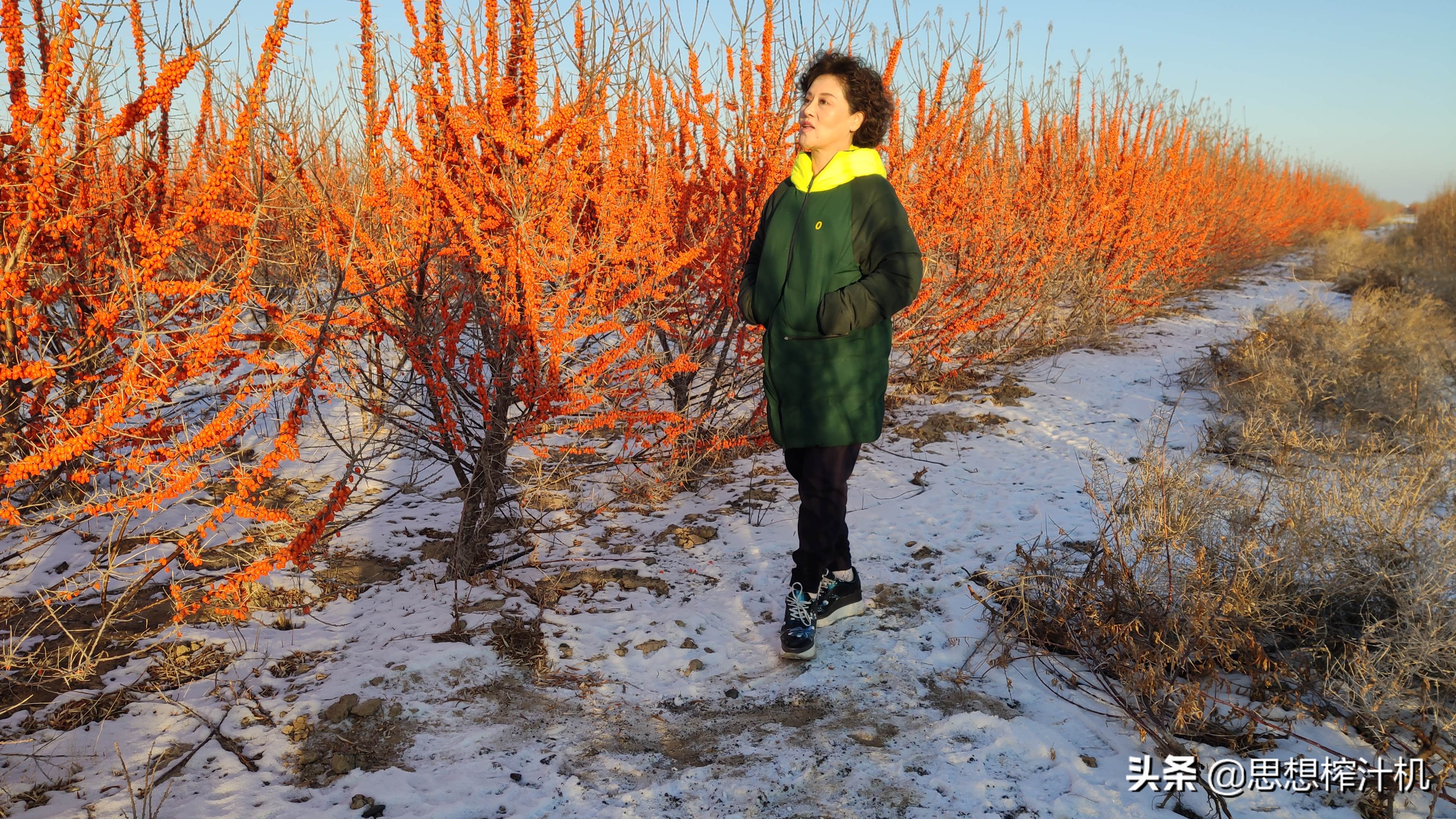 张伯礼院士重磅奖,张伯礼沙棘