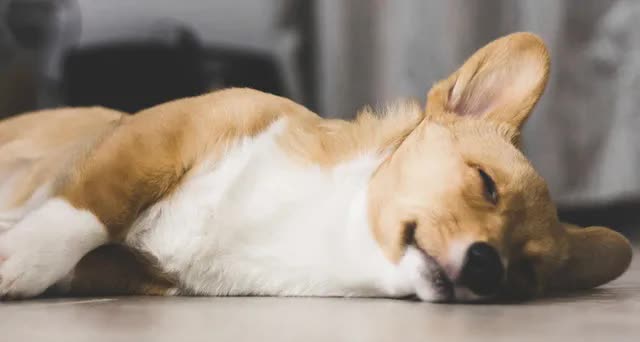 狗狗淋雨后生病的症状,狗狗生病会有哪些症状