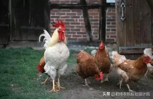 重庆小众避暑农家乐推荐,重庆南山高级农家乐排行榜前十名