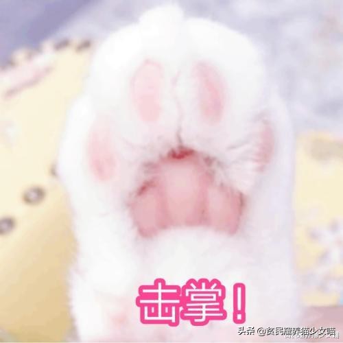 为什么不建议家养宠物猫笼养,猫咪笼养的标准是什么