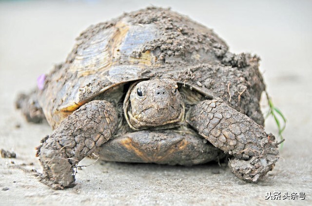 “伤人鱼”排名了，钓到解钩需小心，轻则疼痛几天，重则截肢