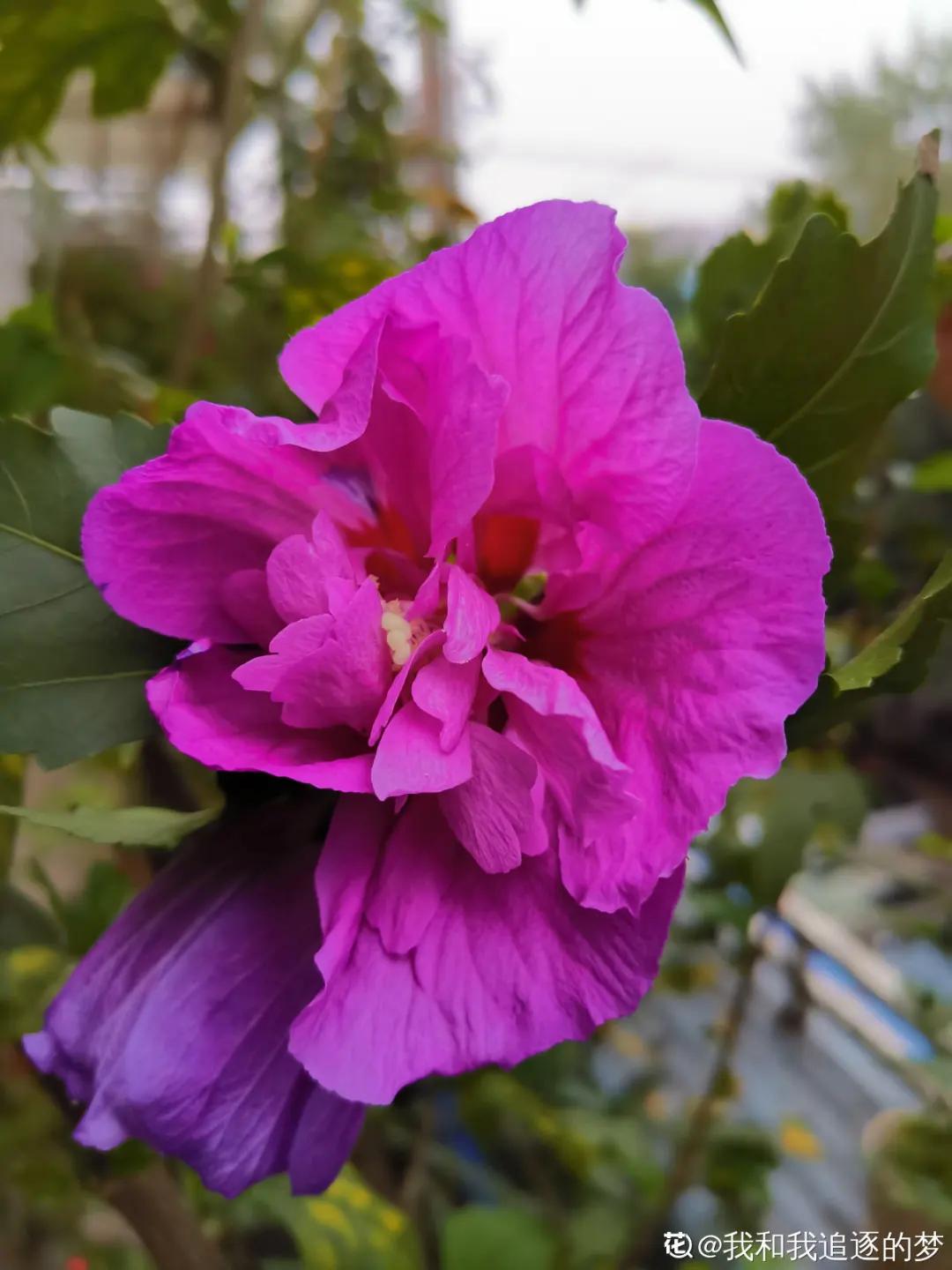 春天开的花有哪些常见又漂亮,十大名花在春天开的有哪些