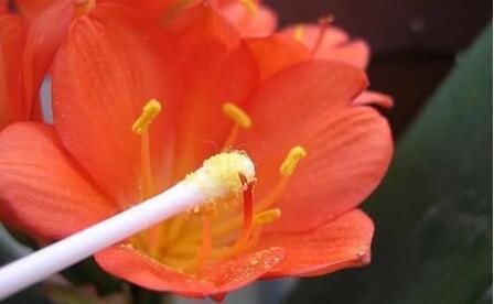 君子兰从配土到开花的五种步骤,君子兰怎么样繁殖出小的君子兰