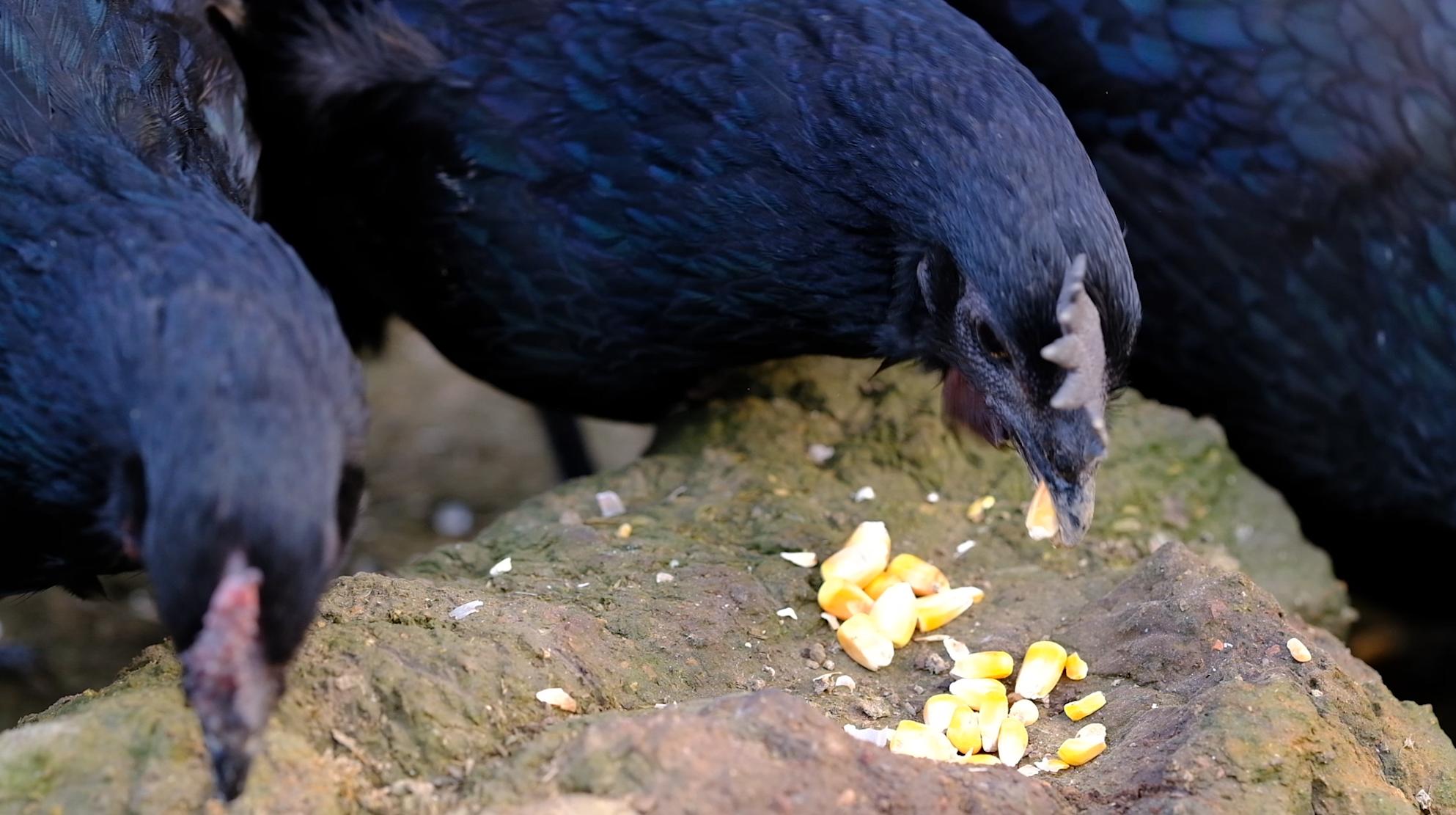 全身灰黑的鸟像鸡一样大不会飞,全身都是黑色的鸡