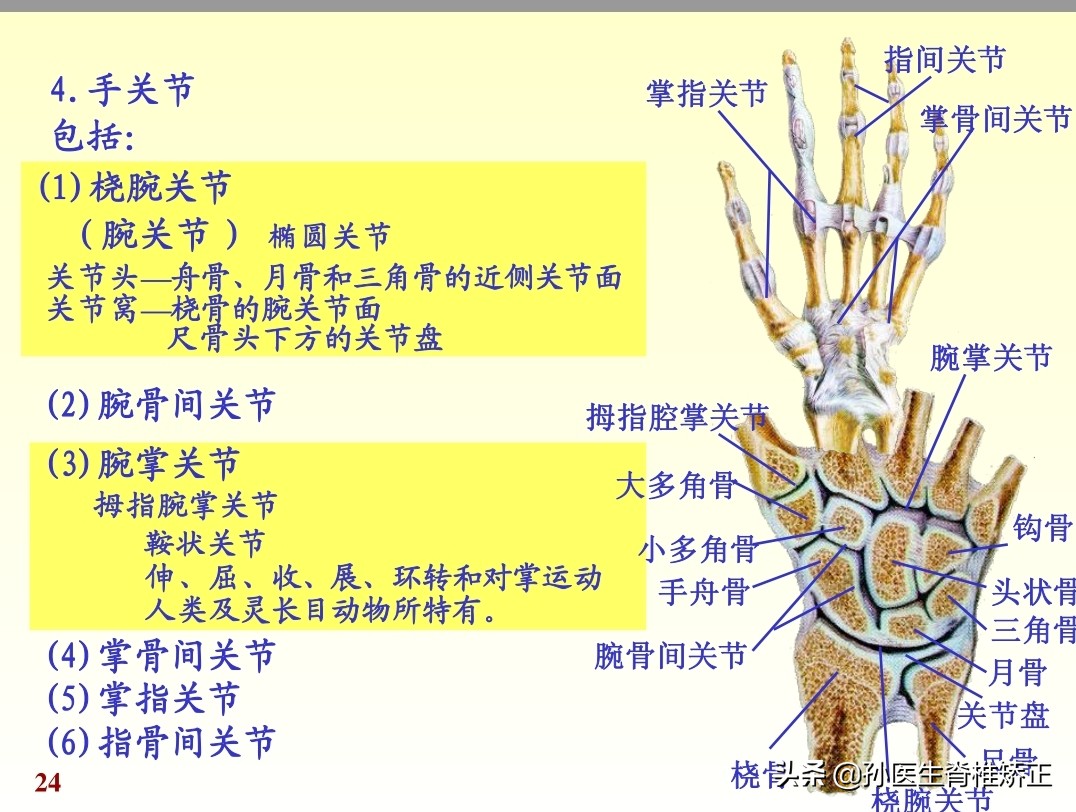 人体解剖学课件ppt,人体解剖学关节学
