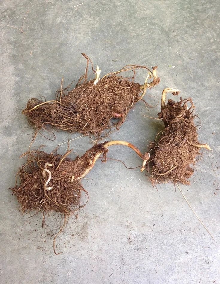 落新妇种球北方秋季适合栽种吗,耐阴耐寒地栽植物推荐