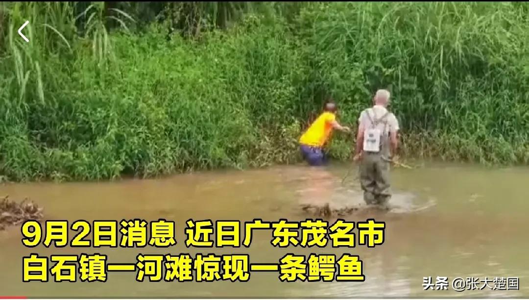 广东一河滩惊现鳄鱼,茂名鳄鱼最新抓捕消息