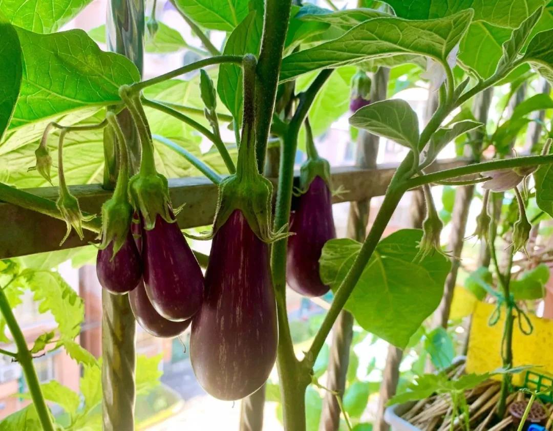 适合懒人家庭种菜100种,家里种菜这3种就够了