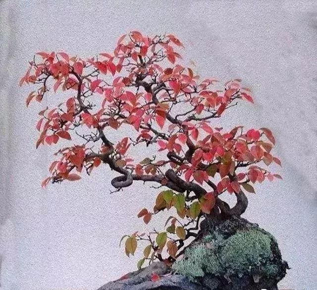 古朴自然盆景欣赏,造型极美的盆景一起来欣赏