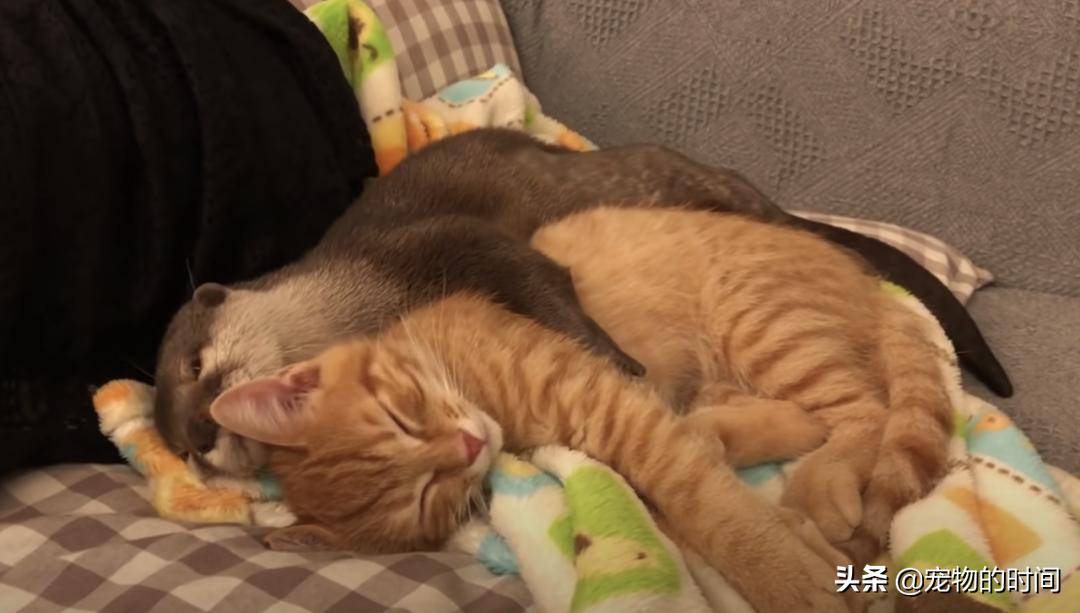 水獭宠物容易养吗视频,水獭宝宝可以当宠物吗