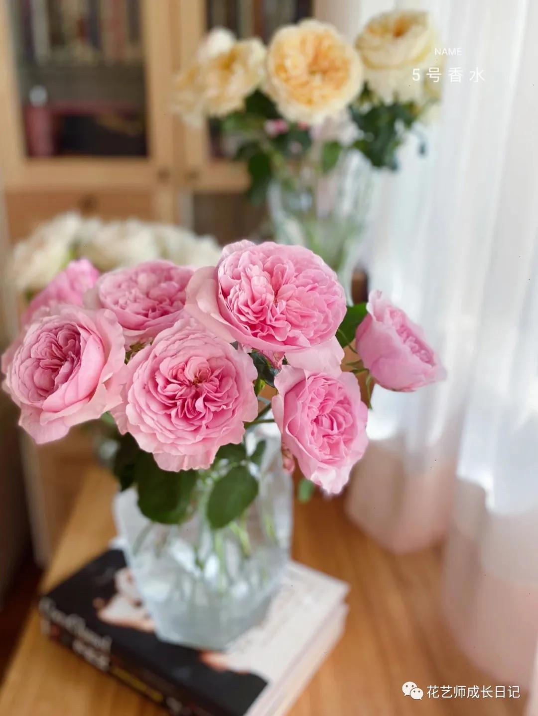 五号香水玫瑰花,100朵粉色玫瑰