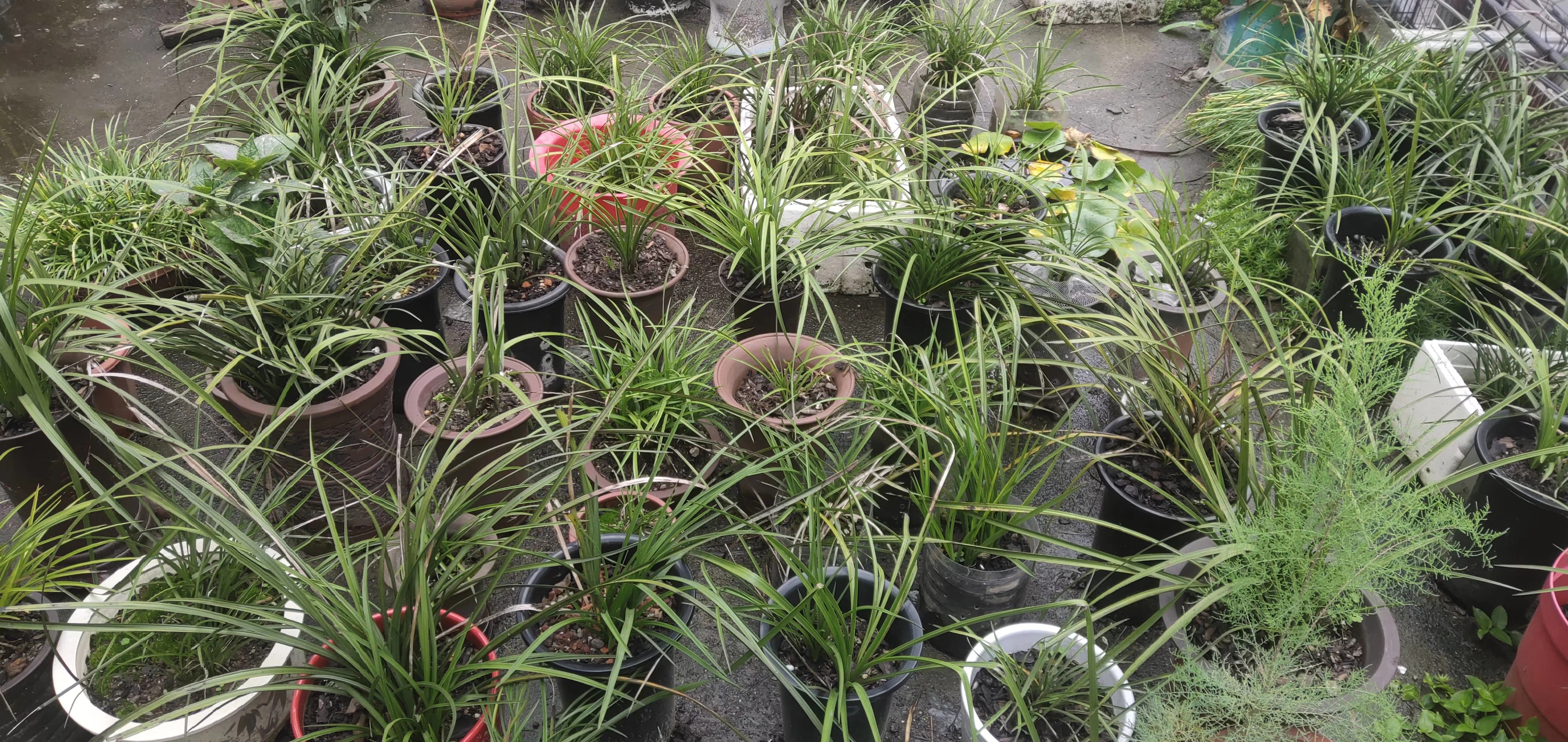 给我们科普一下兰花怎么养,200种兰花家庭莳养方法