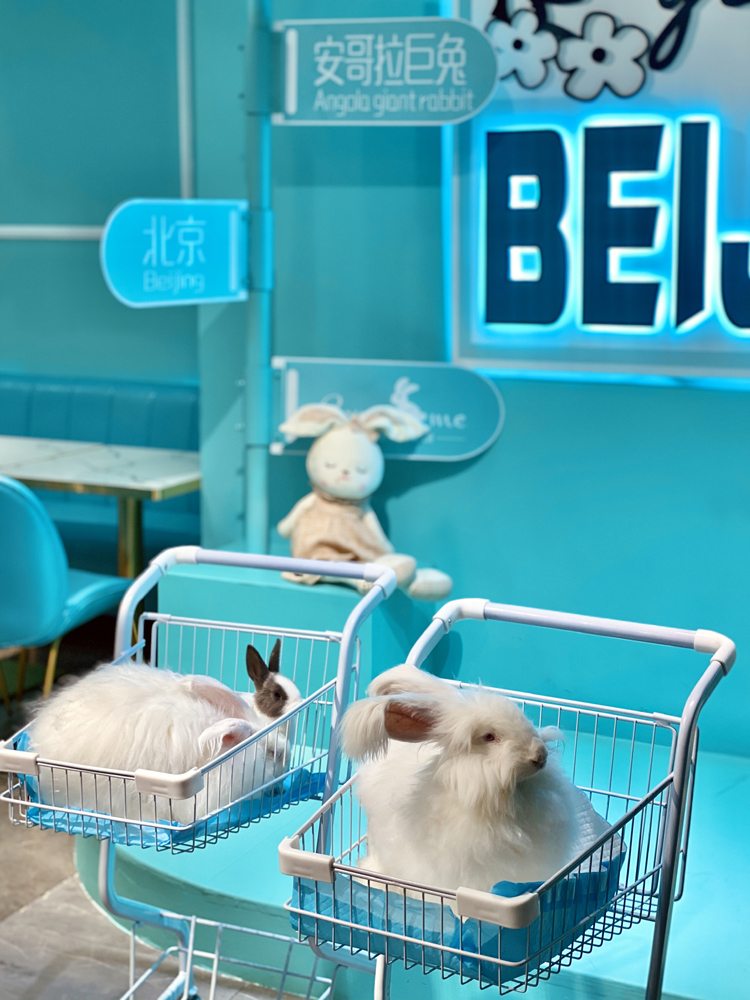 撸动物的网红店顺德,撸小动物的网红店北京世纪金源