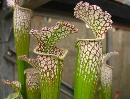 关于食虫植物的冷知识,哪种食虫植物效果好