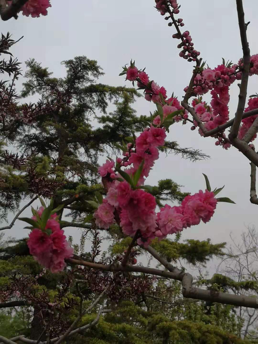 思君古诗词,思君诗歌曲大全