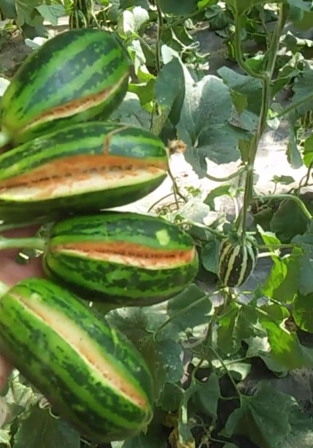 甜瓜膨大期怎么补救,甜瓜苗期裂杆什么原因