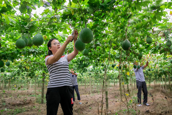 带领村民致富的女性,农村致富种植瓜蒌
