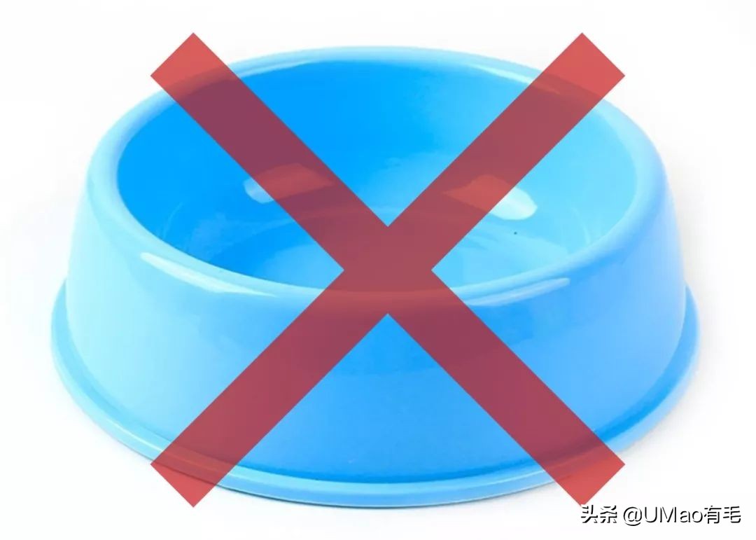 养猫这么多年你怎么连碗都摆不对 (养猫省钱妙招猫碗)