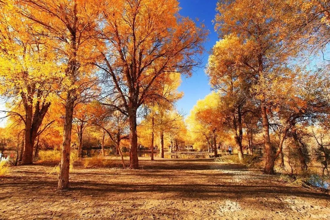 1011月错过它们,等于错过整个秋天!人少清净,随手一拍都是大片