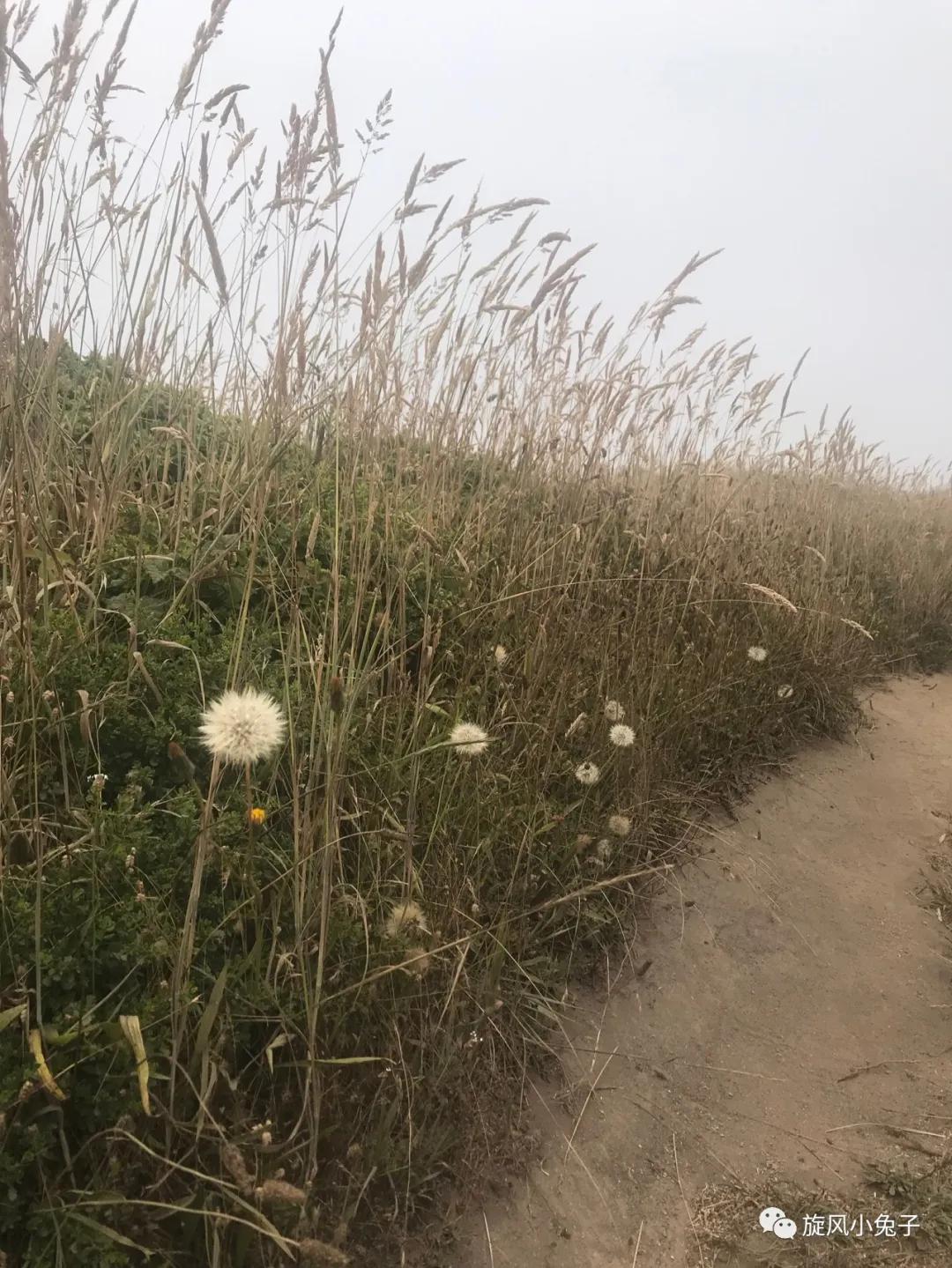 加州沿海1号公路,加州沿海一号公路一日游推荐