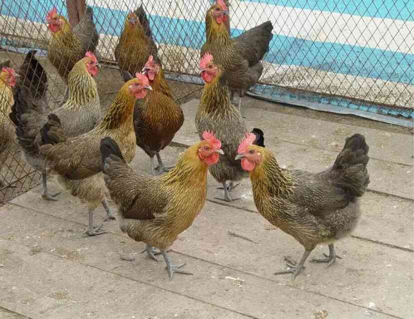 养小鸡三个星期,宠物小鸡怎么养